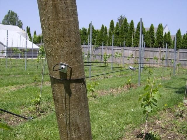 Automatic Wire Deadend for Electrical Fencing, Orchards&Vineyards Trellis